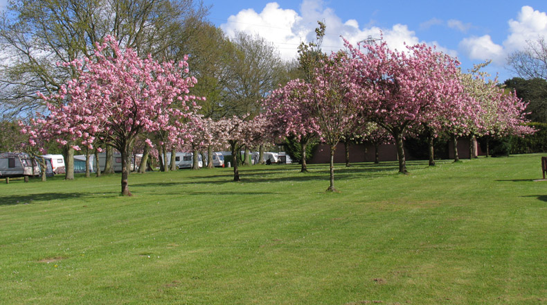 Forest Edge Holiday Park